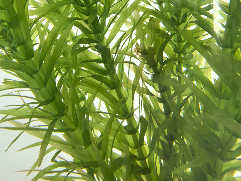 Egeria-densa-TR-Dichtblättrige-Wasserpest